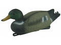 PATO COMUN